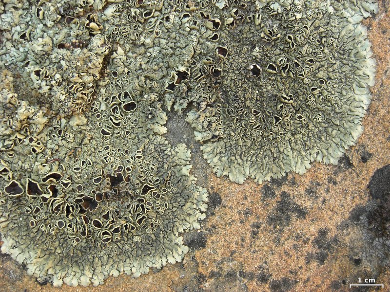 Xanthoparmelia lineola