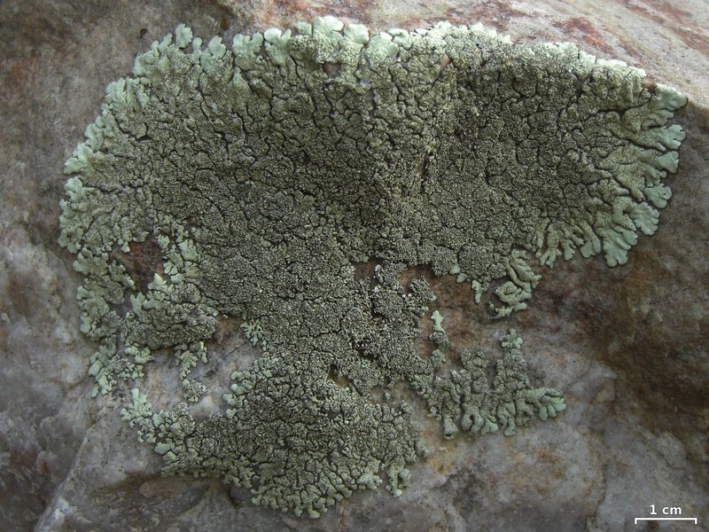 Xanthoparmelia maricopensis