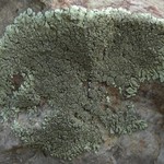 Xanthoparmelia maricopensis
