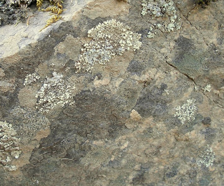Xanthoparmelia mougeotii