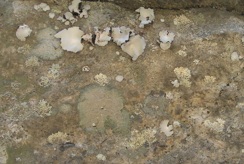 Xanthoparmelia mougeotii