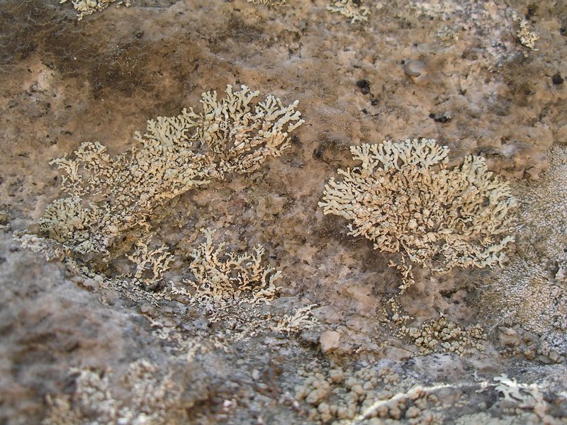 Xanthoparmelia mougeotii