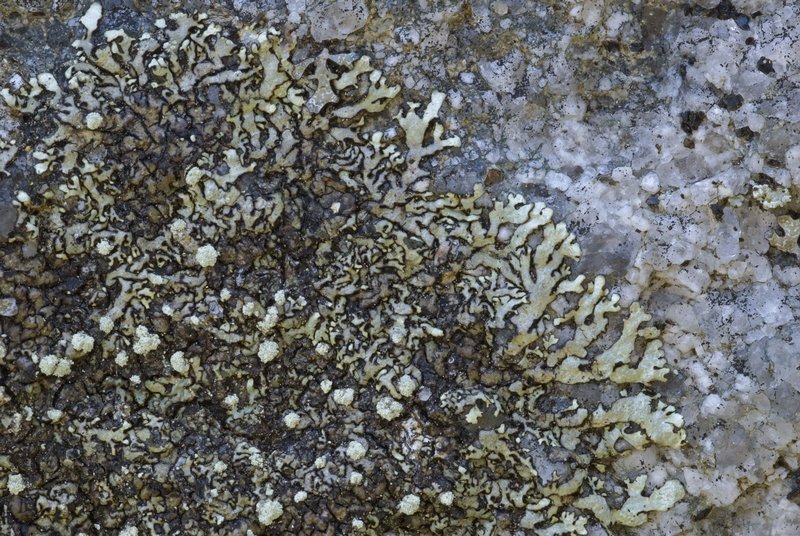 Xanthoparmelia mougeotii