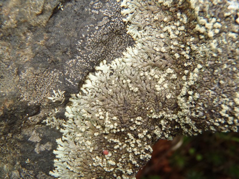 Xanthoparmelia mougeotii