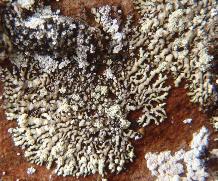 Xanthoparmelia mougeotii