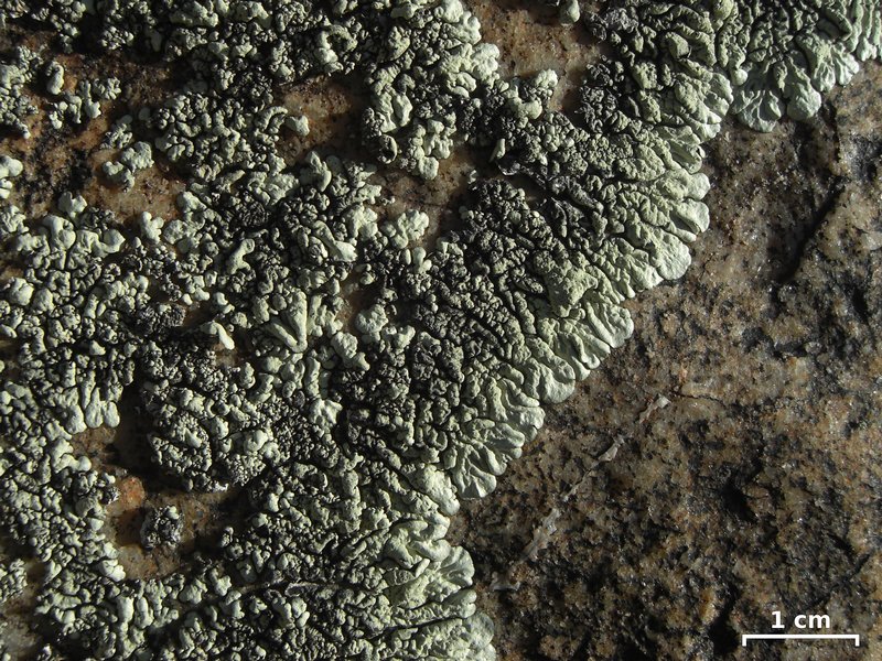 Xanthoparmelia novomexicana