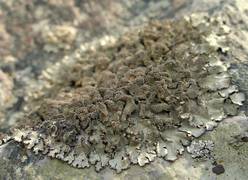 Xanthoparmelia plittii