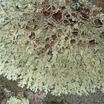 Xanthoparmelia plittii