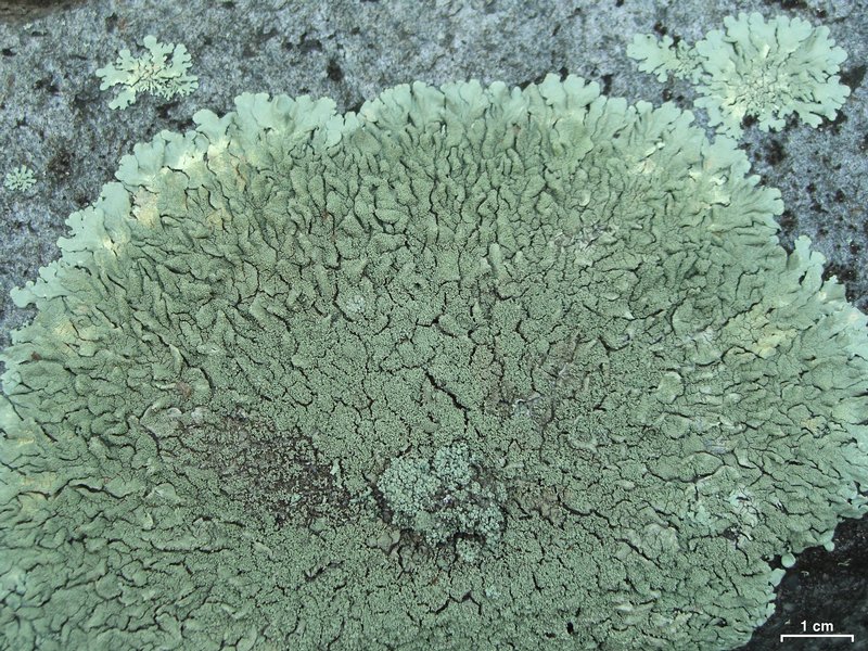 Xanthoparmelia plittii