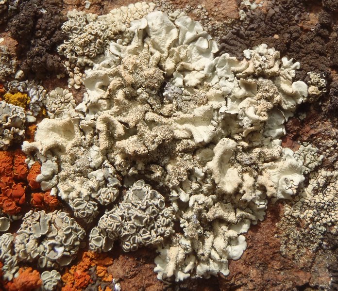 Xanthoparmelia plittii