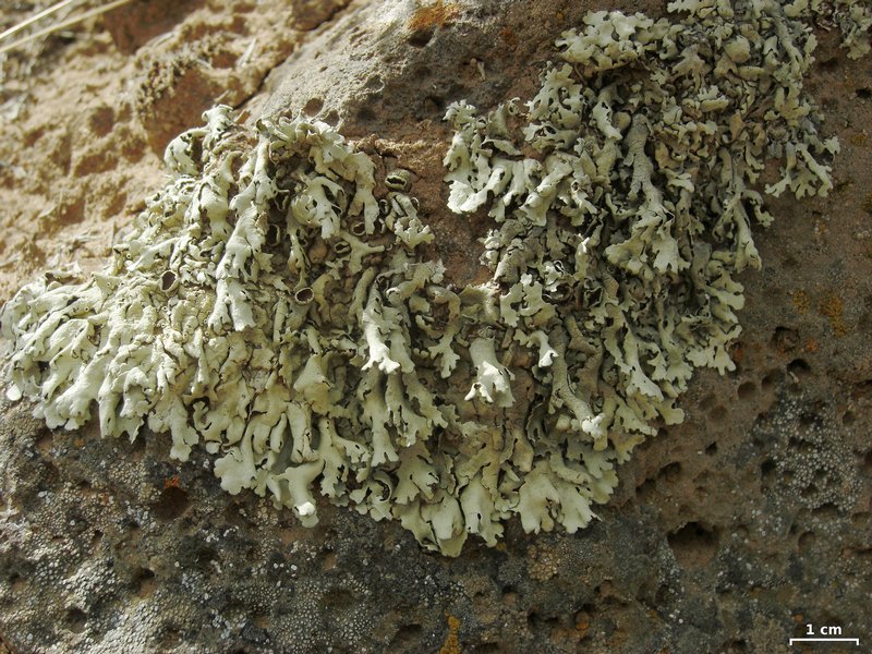 Xanthoparmelia stenophylla