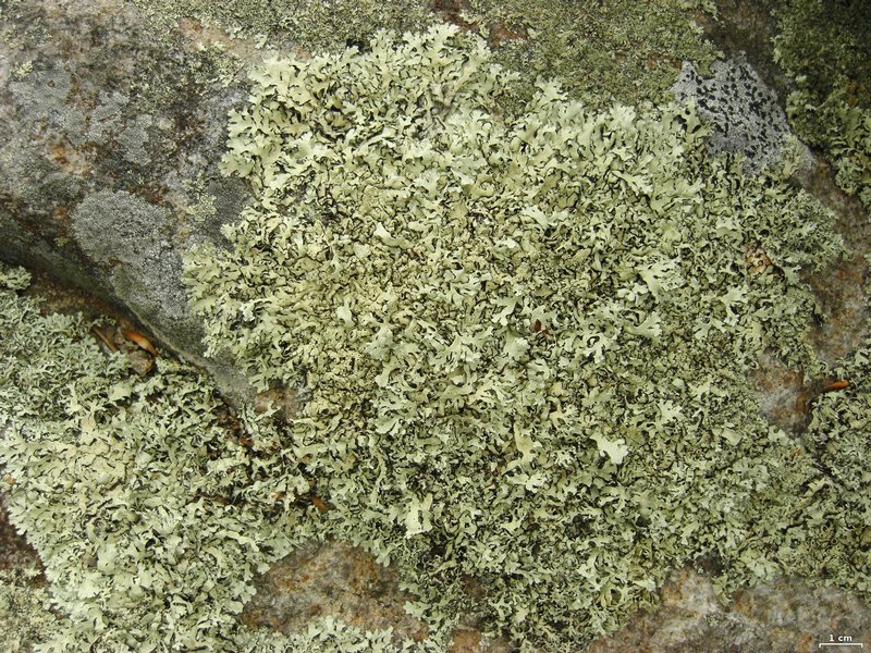 Xanthoparmelia stenophylla