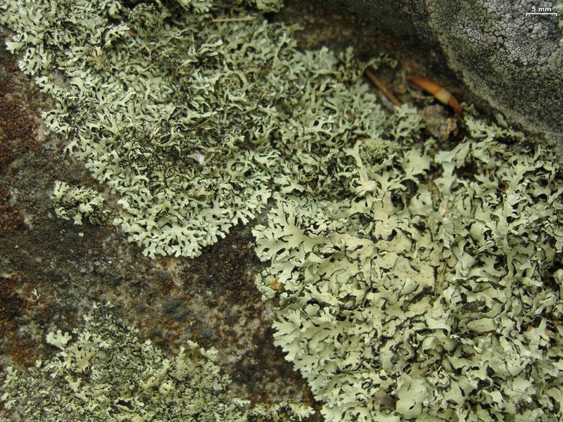 Xanthoparmelia viriduloumbrina