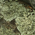 Xanthoparmelia viriduloumbrina