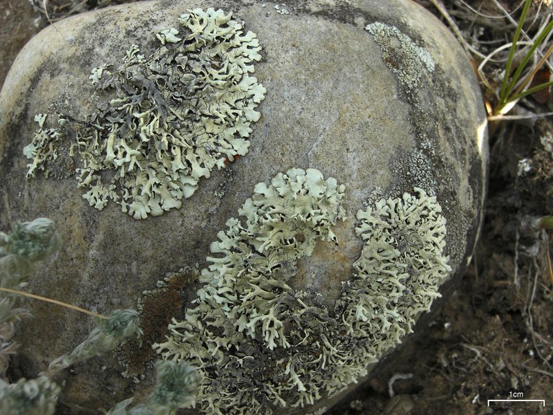 Xanthoparmelia wyomingica