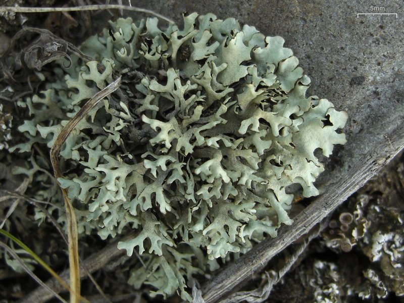 Xanthoparmelia wyomingica