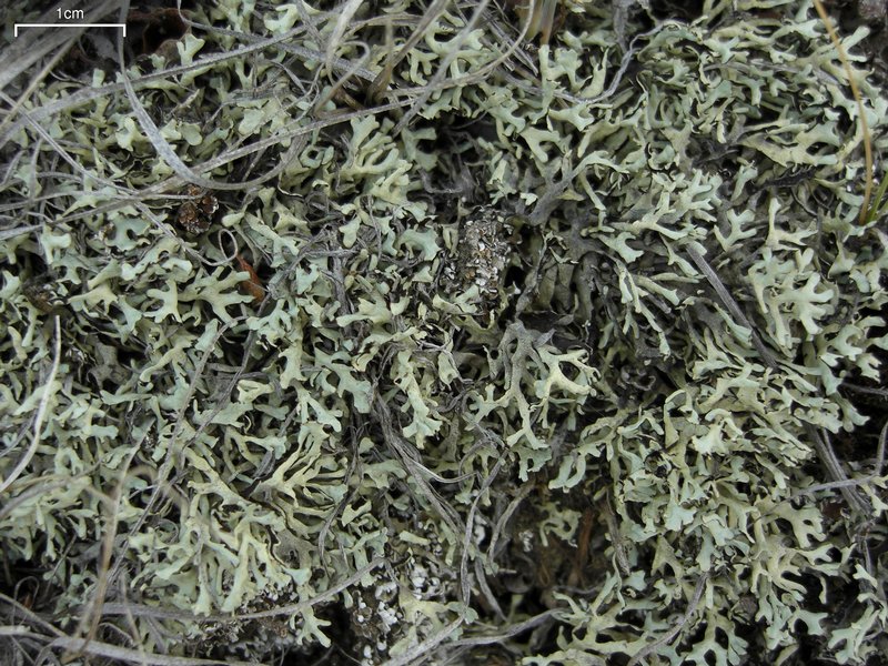 Xanthoparmelia wyomingica