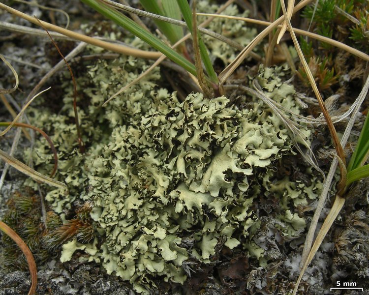 Xanthoparmelia wyomingica