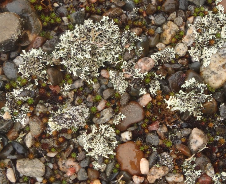 Xanthoparmelia wyomingica