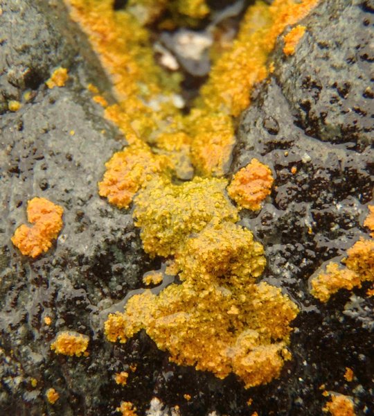 Xanthoria candelaria