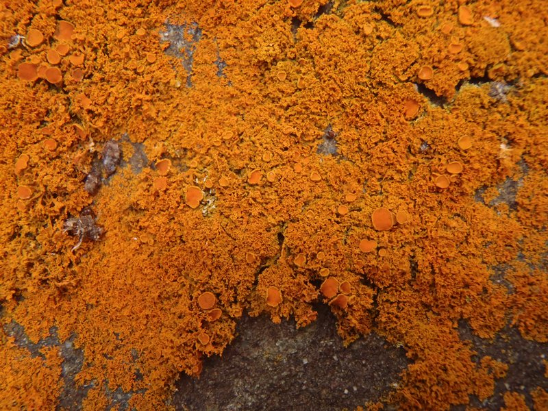 Xanthoria candelaria