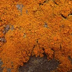 Xanthoria candelaria