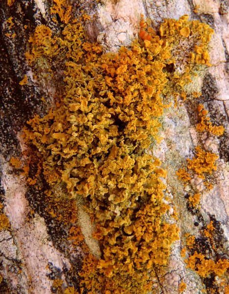 Xanthoria candelaria