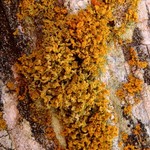 Xanthoria candelaria