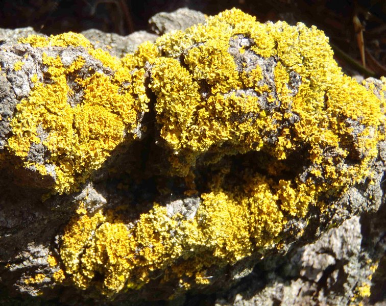 Xanthoria candelaria