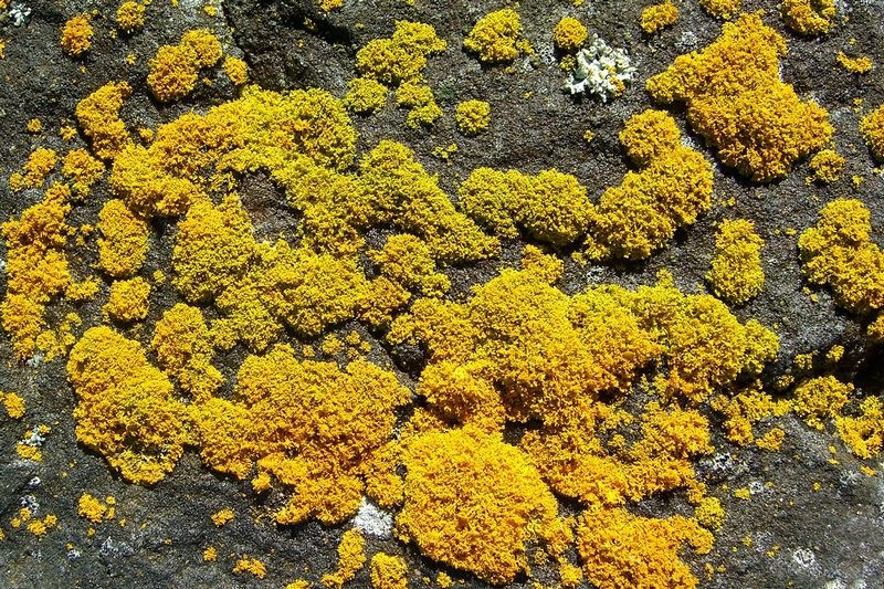 Xanthoria candelaria