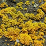 Xanthoria candelaria