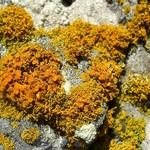 Xanthoria candelaria