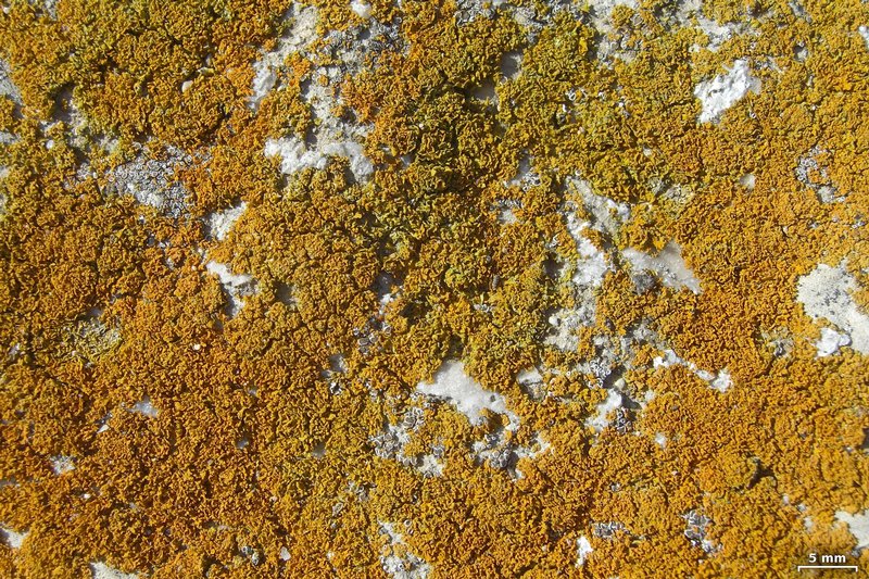 Xanthoria candelaria