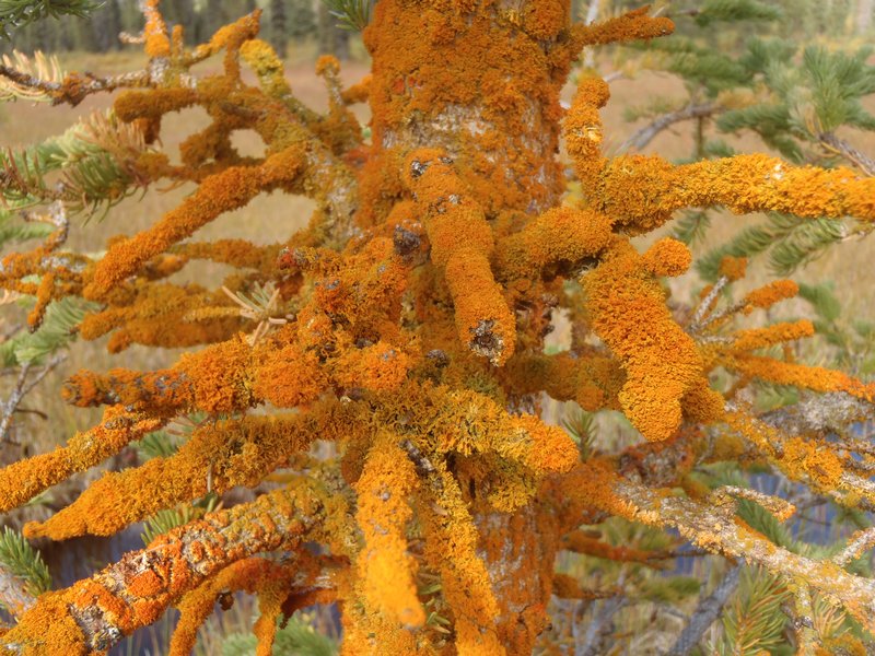 Xanthoria candelaria