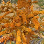 Xanthoria candelaria