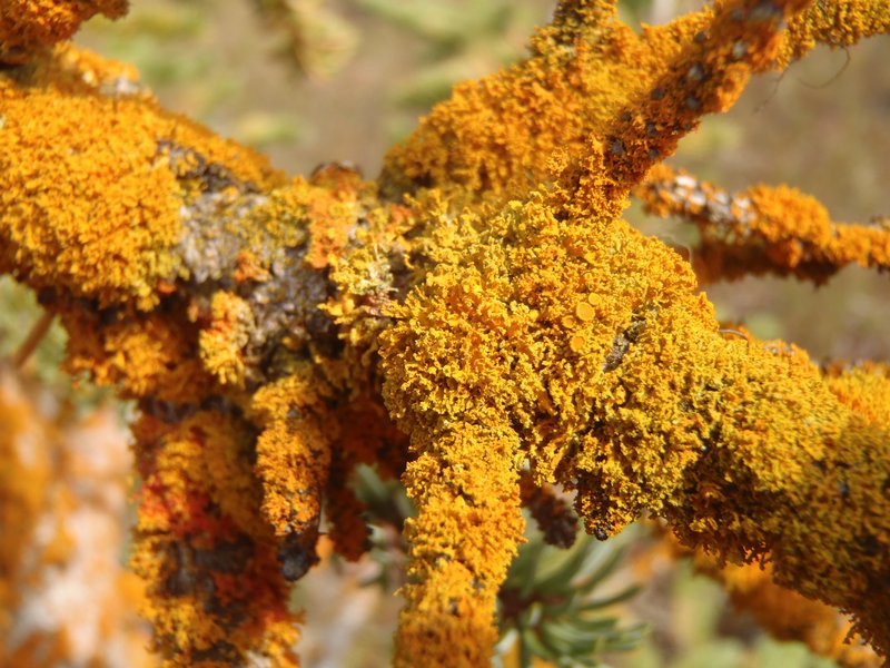 Xanthoria candelaria