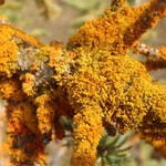 Xanthoria candelaria