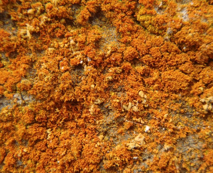 Xanthoria candelaria