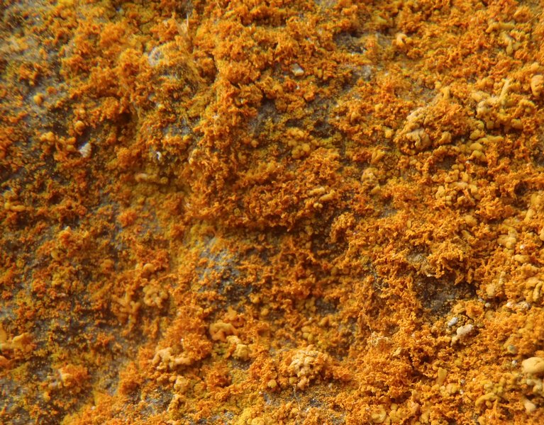 Xanthoria candelaria