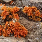 Xanthoria elegans