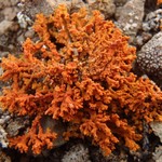 Xanthoria elegans