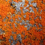 Xanthoria elegans
