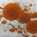 Xanthoria elegans