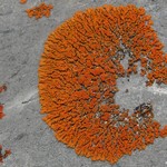 Xanthoria elegans