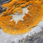 Xanthoria elegans