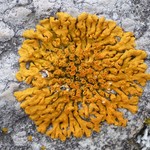 Xanthoria elegans