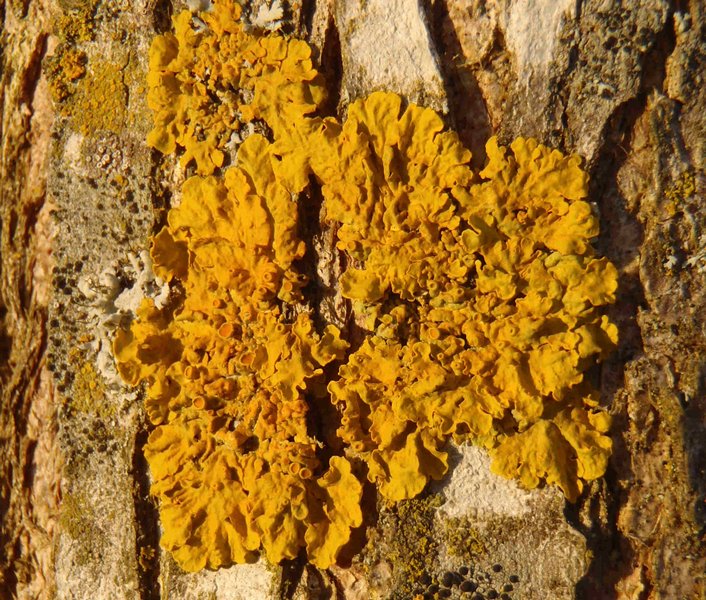 Xanthoria parietina