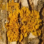 Xanthoria parietina