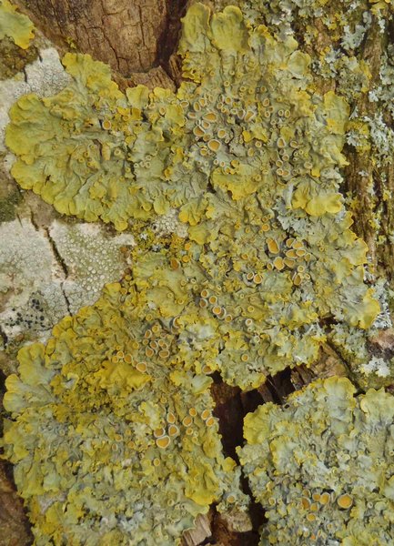 Xanthoria parietina