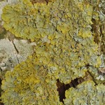 Xanthoria parietina